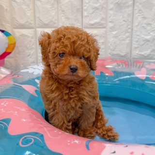 岡山県のトイプードル(トイ) (犬の家＆猫の里倉敷店/2026年5月1日生まれ/男の子/レッドフォーン)の子犬の4枚目の画像