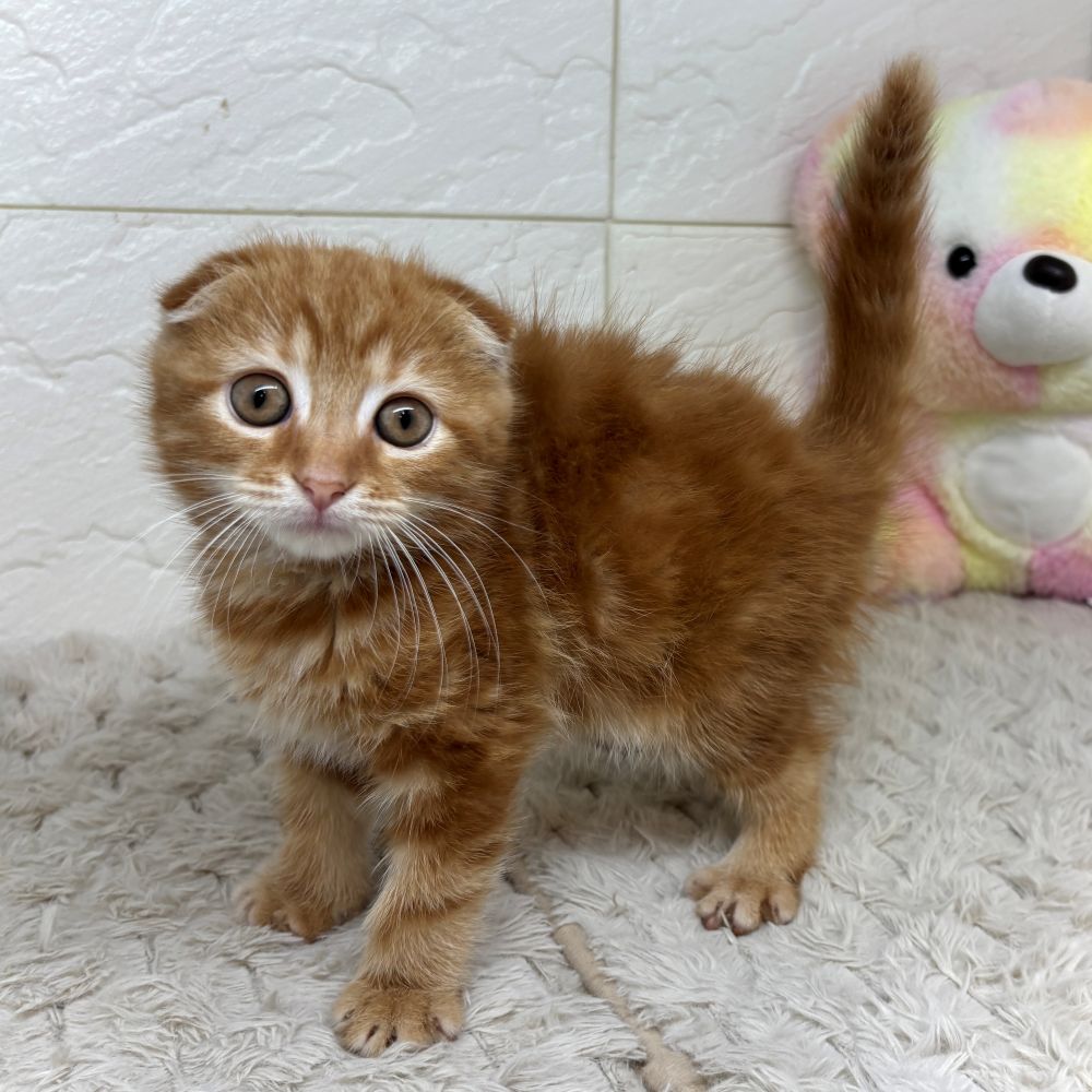 兵庫県のスコティッシュフォールド (犬の家＆猫の里ゆめタウン姫路店/2026年4月29日生まれ/女の子/レッドタビー)の子猫の1枚目の画像