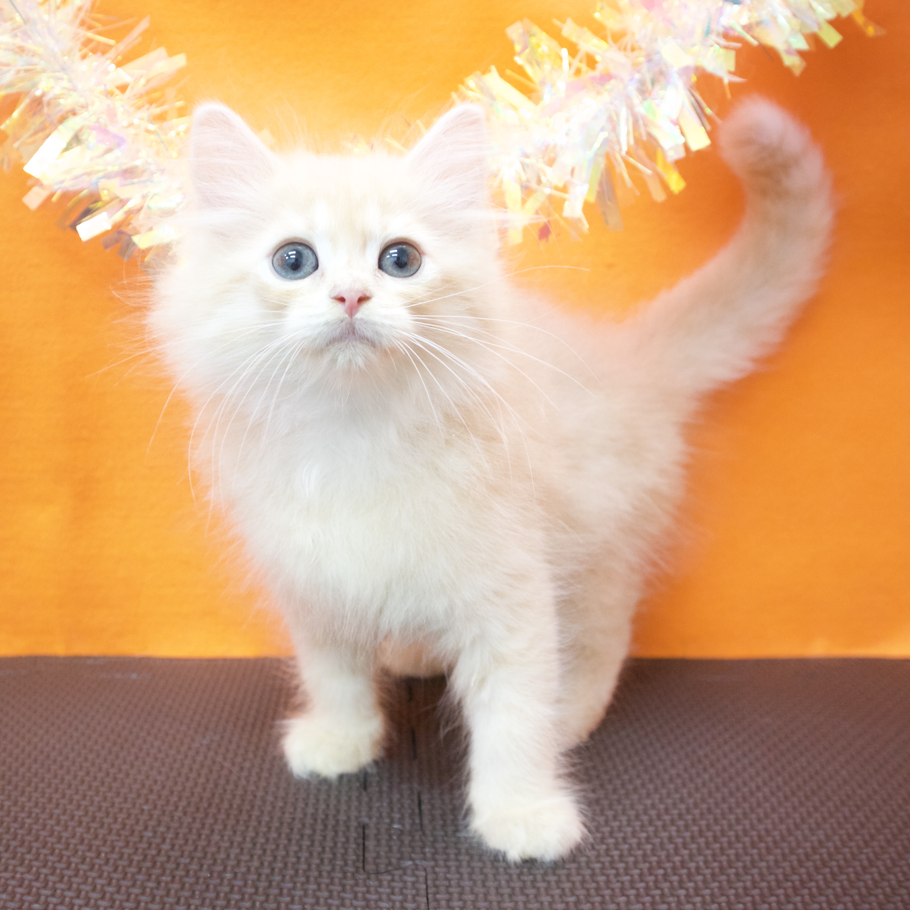 大阪府のサイベリアン (犬の家＆猫の里吹田店/2026年5月1日生まれ/男の子/クリームタビー)の子猫の4枚目の画像