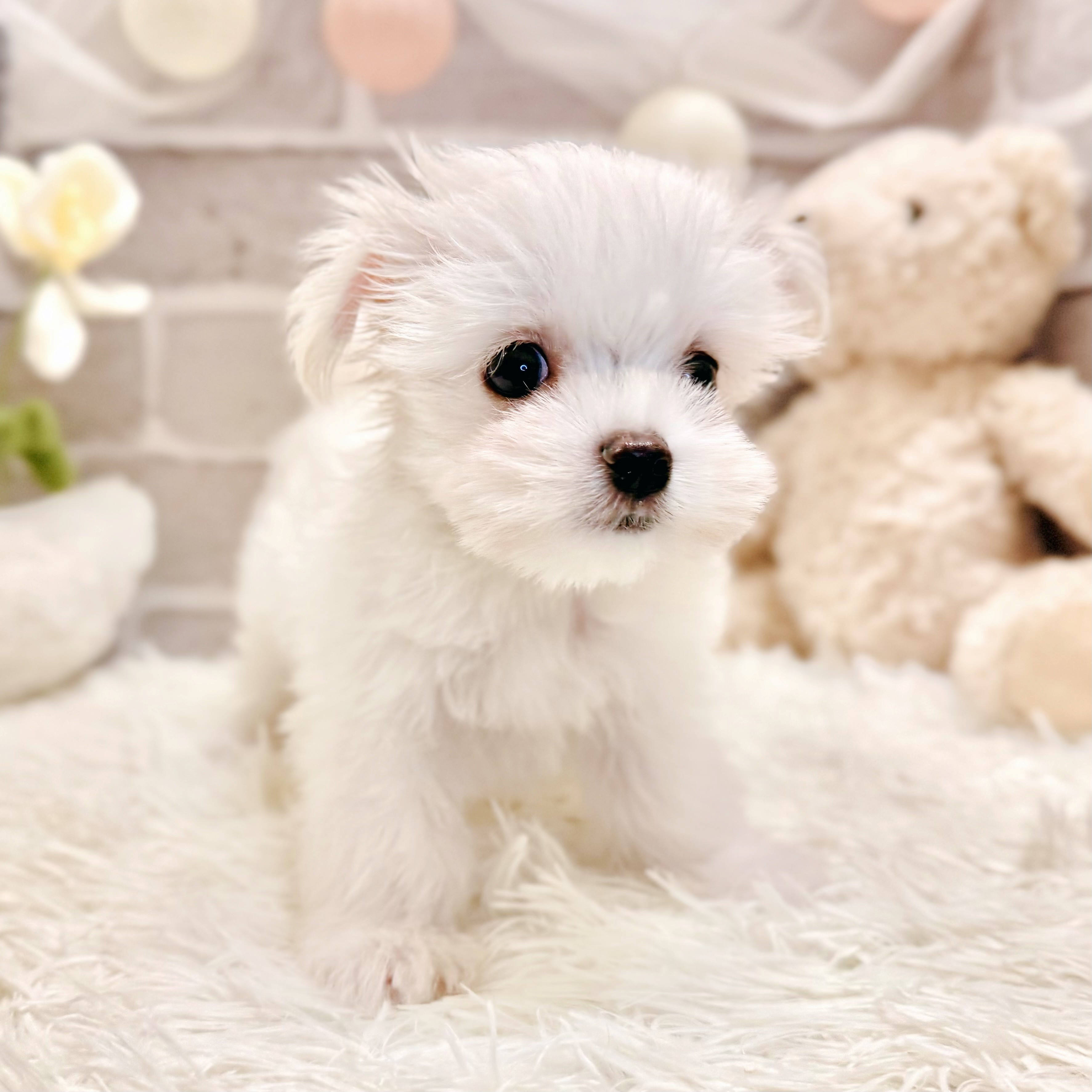 兵庫県のマルチーズ (犬の家＆猫の里神戸店/2026年5月2日生まれ/男の子/ホワイト)の子犬の4枚目の画像