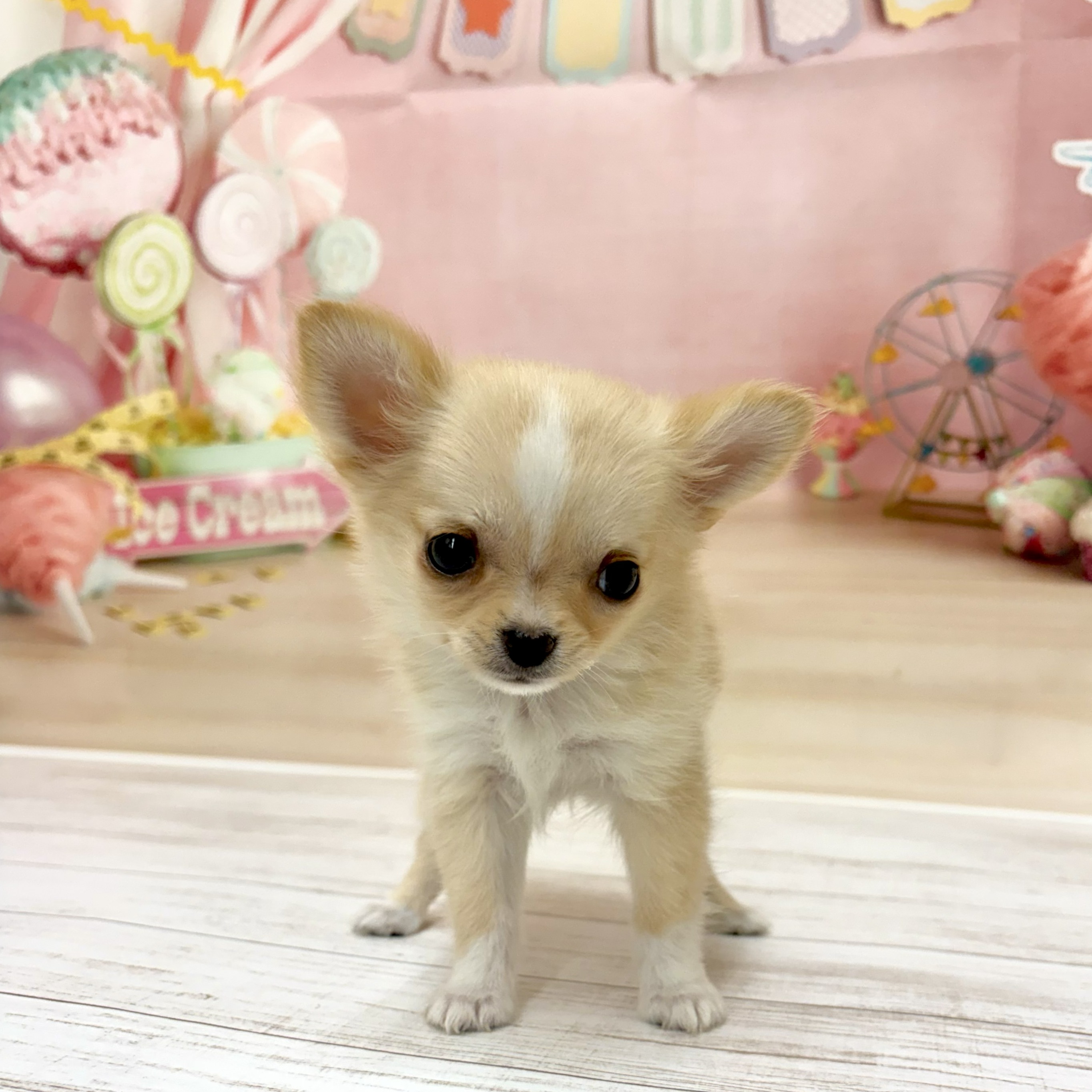 兵庫県のチワワ(ロング) (犬の家＆猫の里尼崎店/2026年4月30日生まれ/男の子/クリームホワイト)の子犬の4枚目の画像