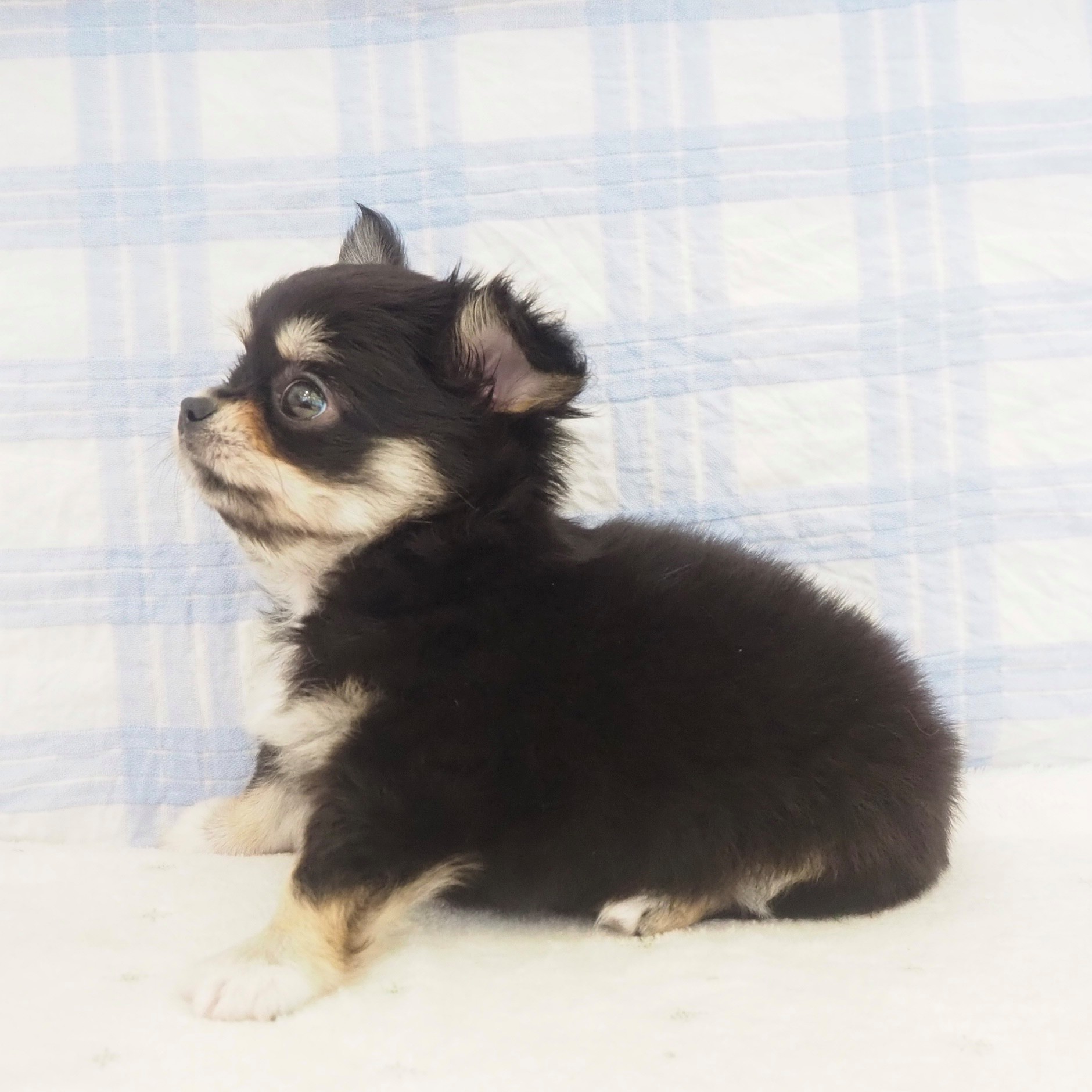 大阪府のチワワ(ロング) (犬の家＆猫の里もりのみやキューズモールBASE店/2026年5月2日生まれ/女の子/ブラックタンホワイト)の子犬の4枚目の画像