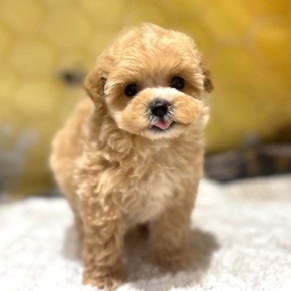 福岡県のマルプー(マルチーズ×プードル) (犬の家＆猫の里トリアス久山店/2026年5月1日生まれ/女の子/クリーム)の子犬の1枚目の画像