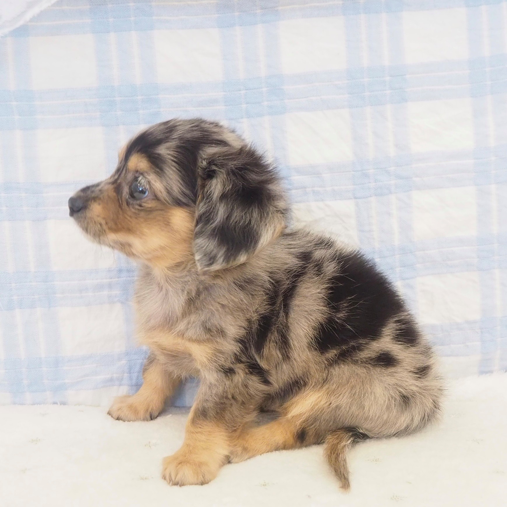 大阪府のチワックス(チワワ×ダックス) (犬の家＆猫の里もりのみやキューズモールBASE店/2026年5月2日生まれ/女の子/ブルーマール)の子犬の4枚目の画像