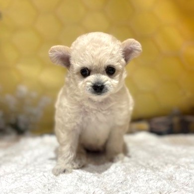 福岡県のチワプー/プーチー(チワワ×プードル) (犬の家＆猫の里トリアス久山店/2026年5月2日生まれ/女の子/クリーム)の子犬の1枚目の画像