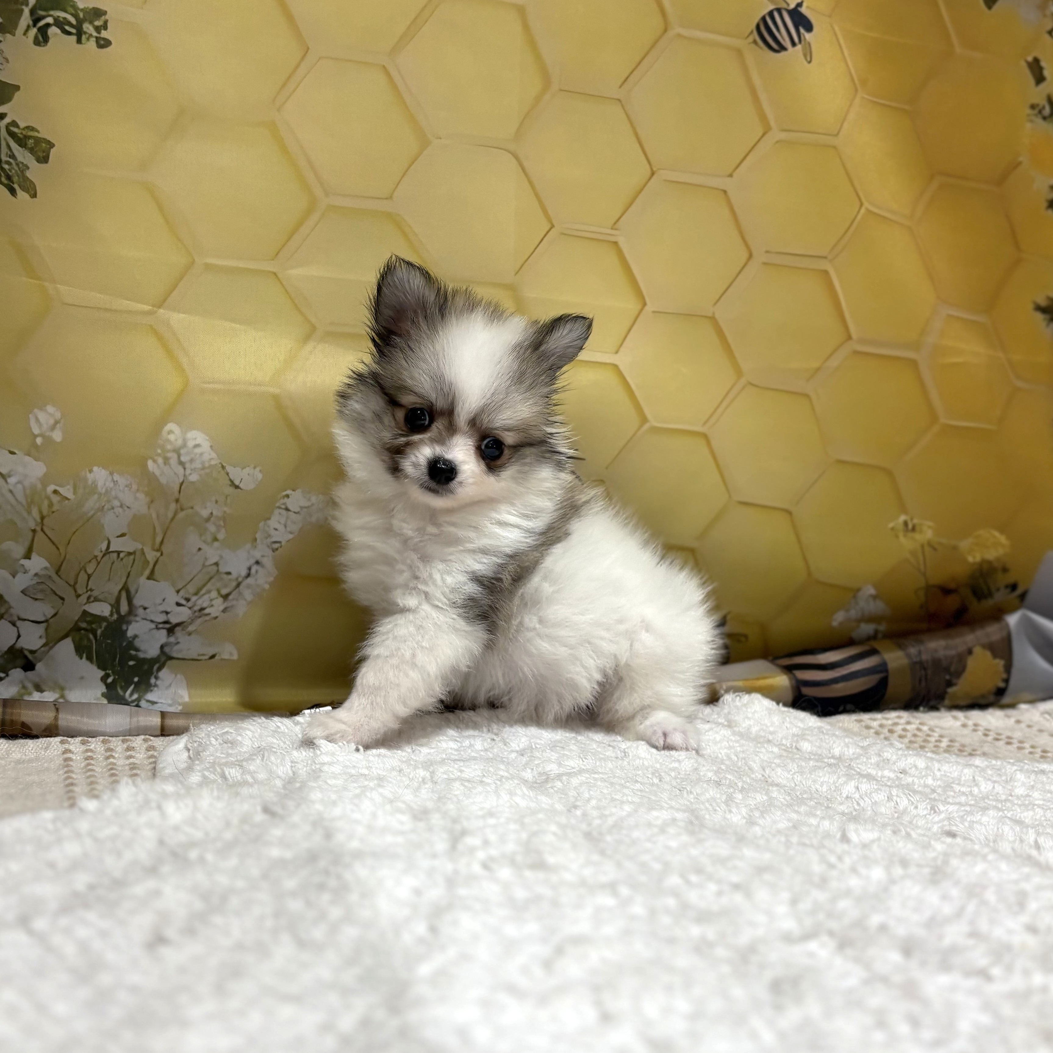 福岡県のポメチワ/チワポメ/ポメチー(ポメラニアン×チワワ) (犬の家＆猫の里トリアス久山店/2026年5月2日生まれ/男の子/パーティーカラー)の子犬の4枚目の画像