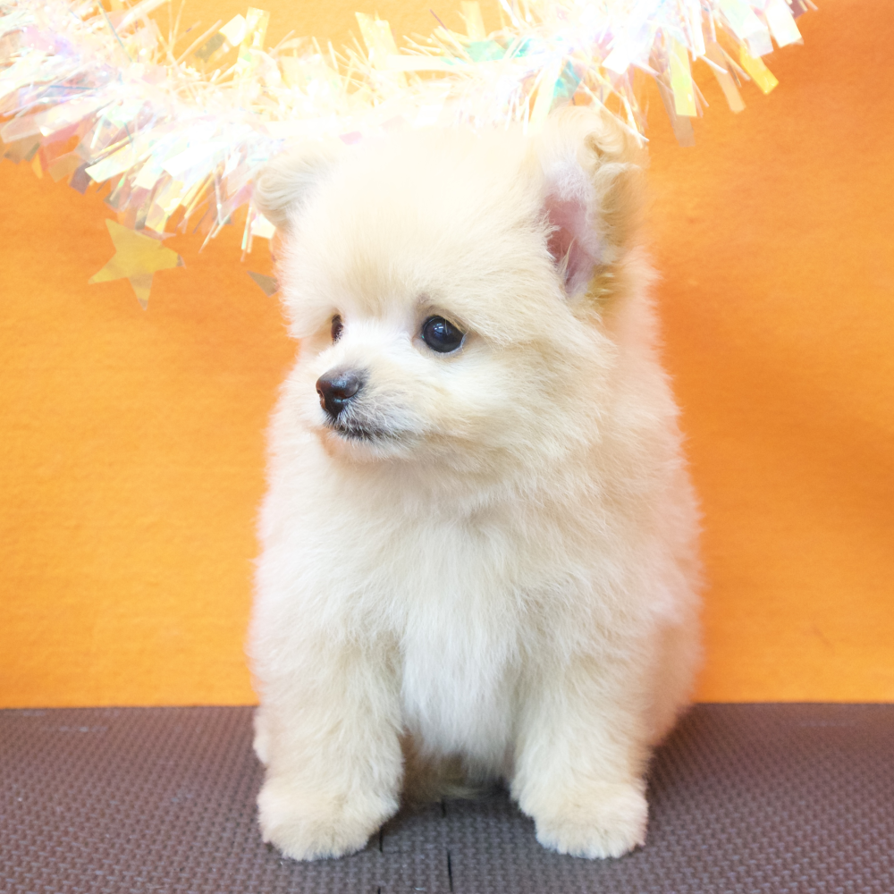 大阪府のポメプー(ポメラニアン×プードル) (犬の家＆猫の里吹田店/2026年5月2日生まれ/男の子/アプリコット)の子犬の4枚目の画像