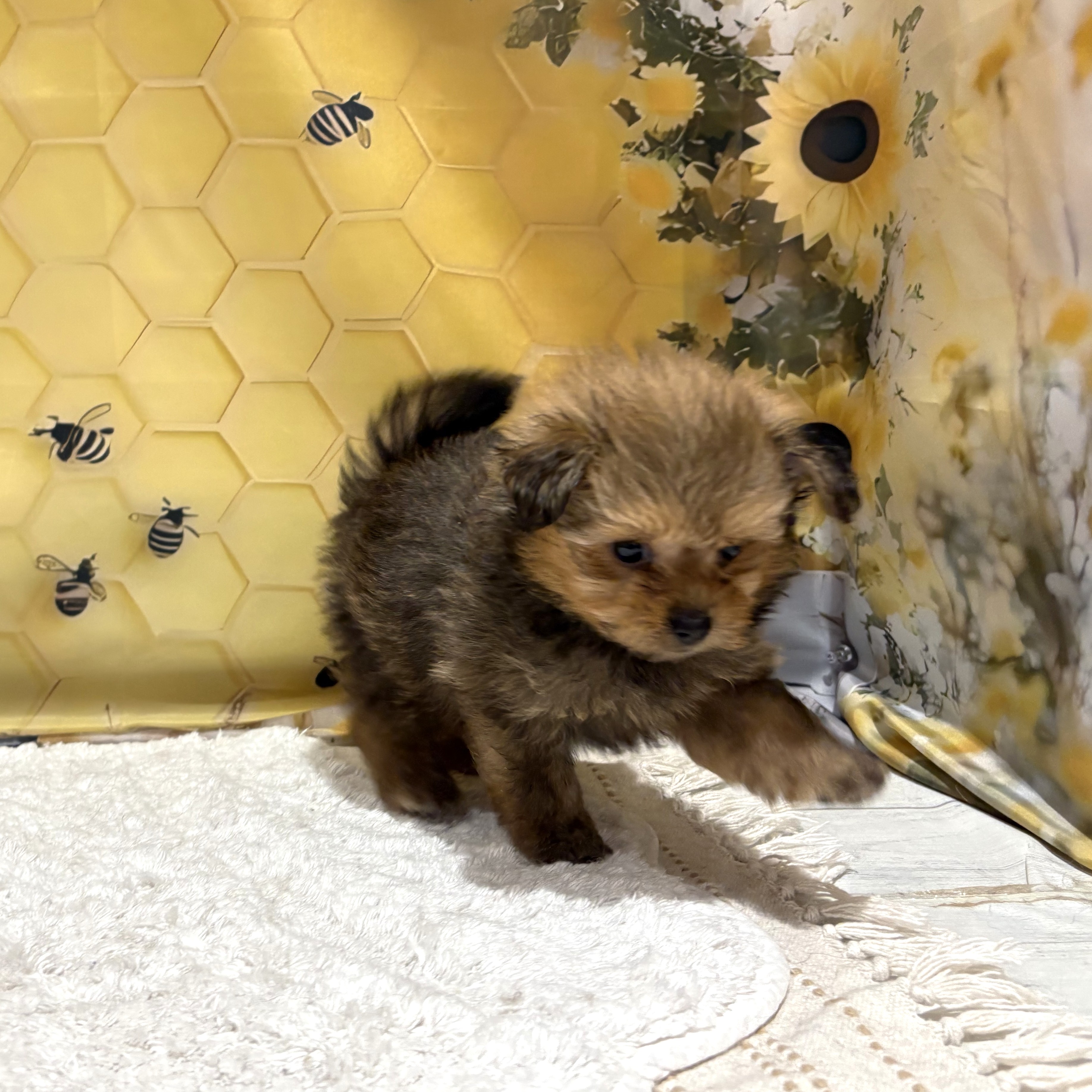 福岡県のポメプー(ポメラニアン×プードル) (犬の家＆猫の里トリアス久山店/2026年5月2日生まれ/女の子/オレンジ)の子犬の4枚目の画像