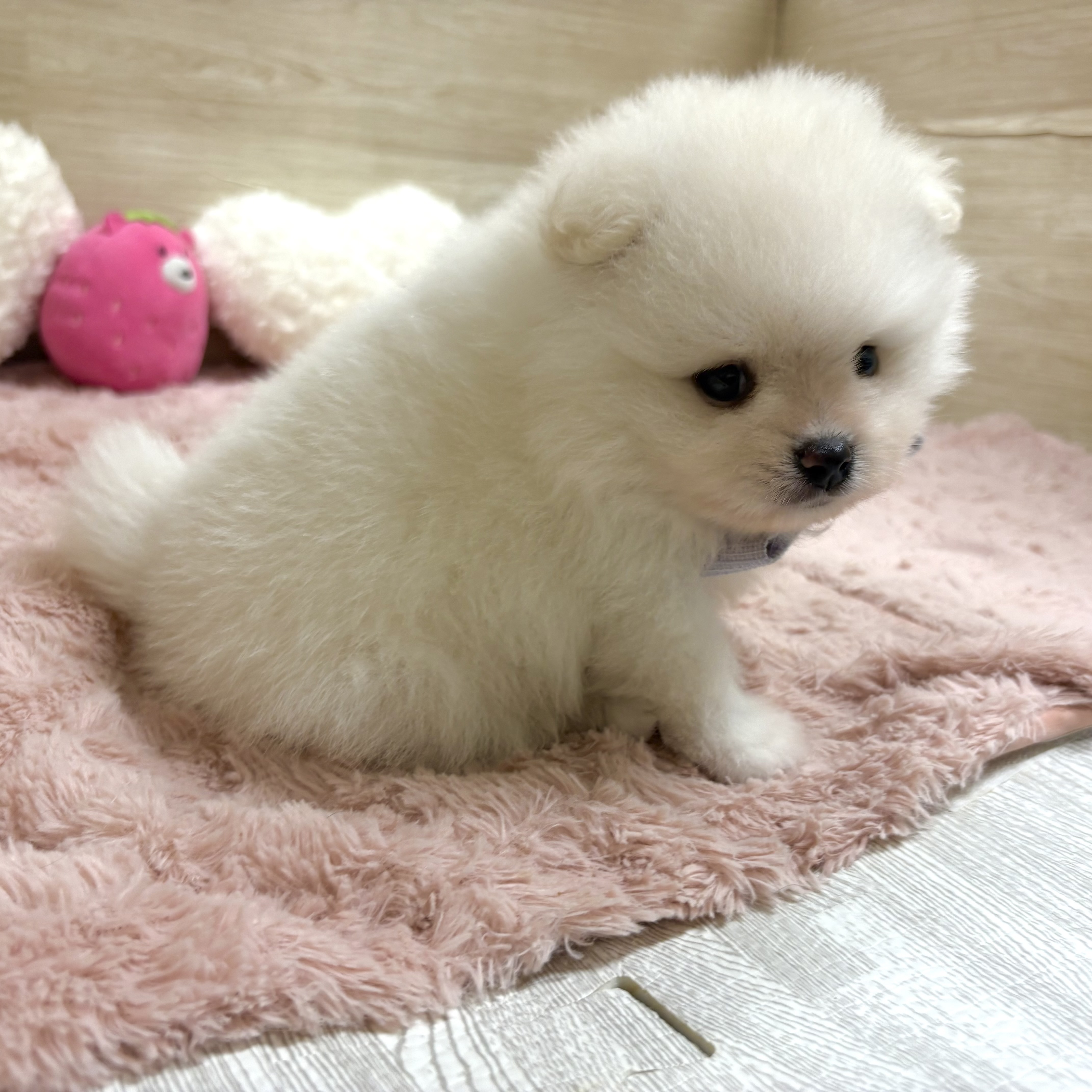大阪府のポメラニアン (犬の家＆猫の里そよら東岸和田店/2026年5月2日生まれ/男の子/クリーム)の子犬の4枚目の画像