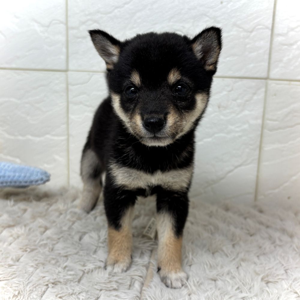 兵庫県の豆柴 (犬の家＆猫の里ゆめタウン姫路店/2026年4月30日生まれ/女の子/黒)の子犬の4枚目の画像
