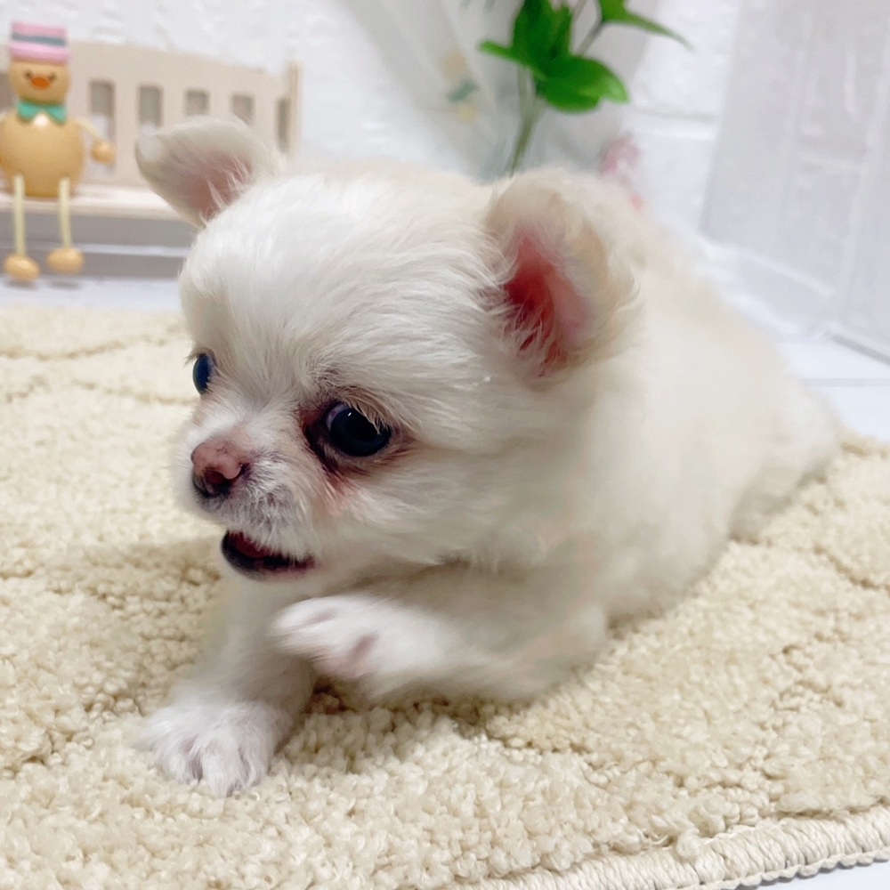 岡山県のチワワ(ロング) (犬の家＆猫の里岡山店/2026年5月2日生まれ/男の子/クリームホワイト)の子犬の4枚目の画像