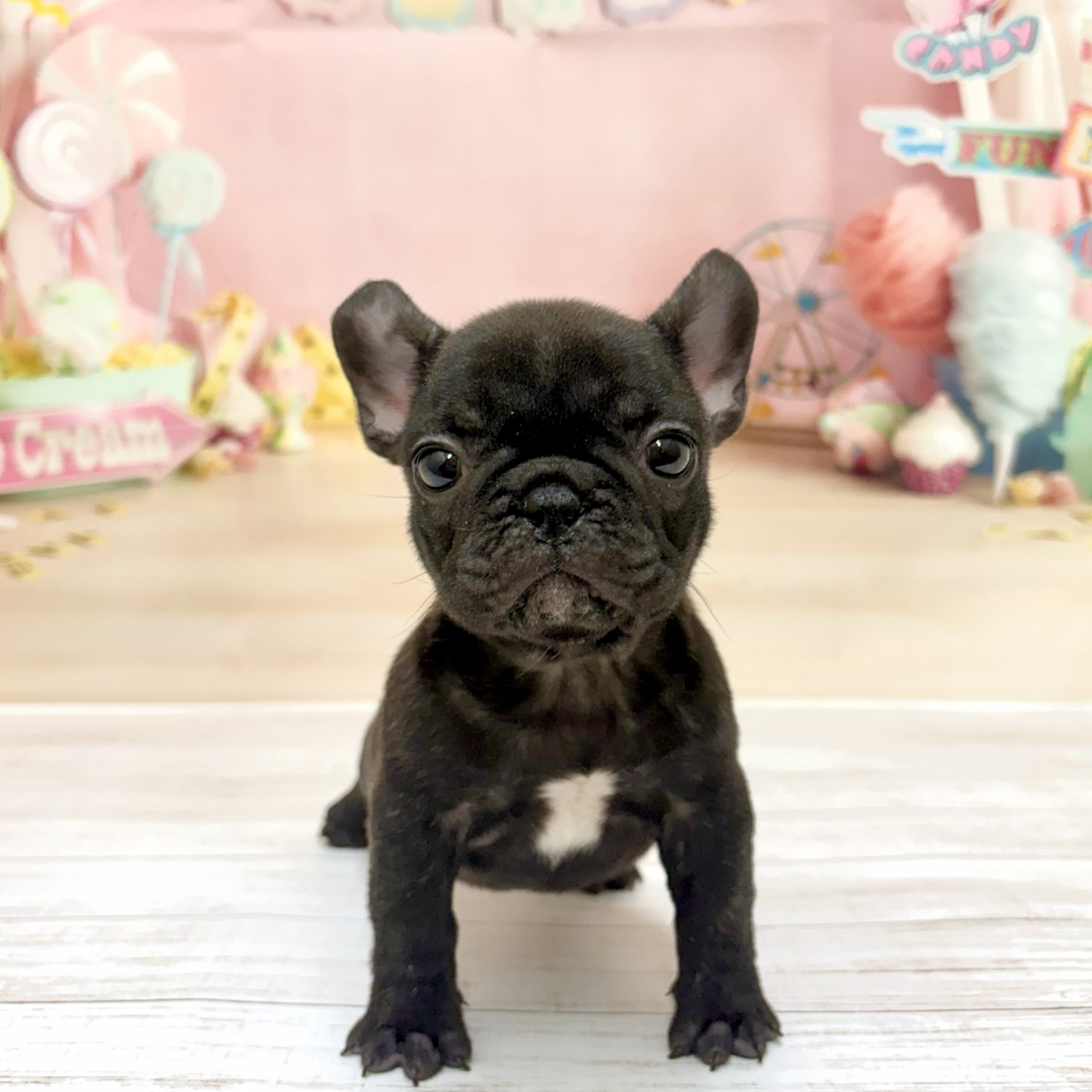 兵庫県のフレンチブルドッグ (犬の家＆猫の里尼崎店/2026年5月2日生まれ/女の子/ブリンドル)の子犬