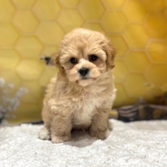 福岡県のマルプー(マルチーズ×プードル) (犬の家＆猫の里トリアス久山店/2026年5月1日生まれ/男の子/クリーム)の子犬の4枚目の画像