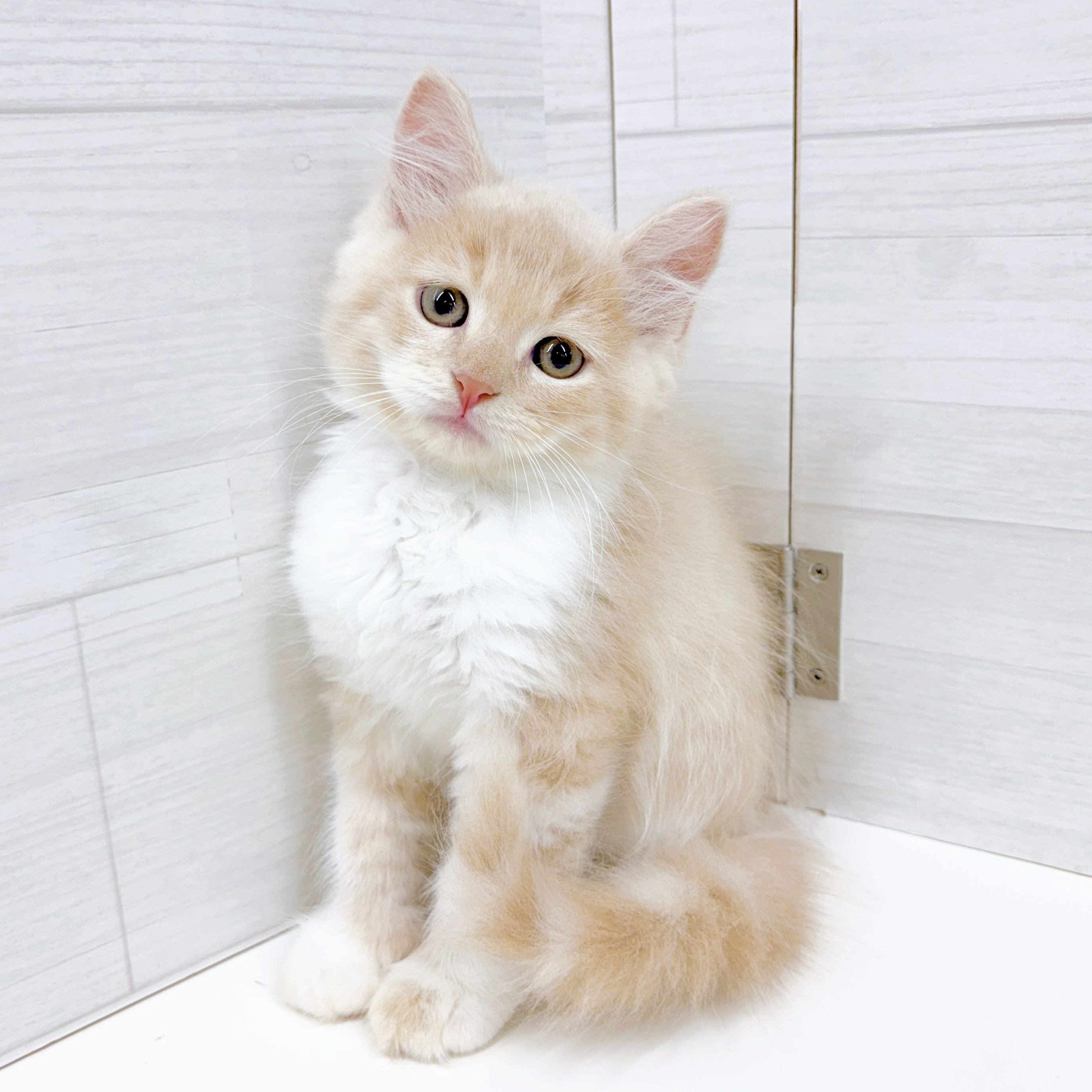 石川県のラガマフィン (犬の家＆猫の里アミーゴ金沢おこばた店/2026年5月2日生まれ/男の子/クリームタビーホワイト)の子猫の4枚目の画像