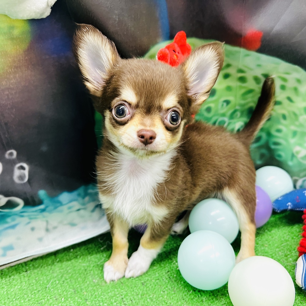 愛知県のチワワ(ロング) (犬の家＆猫の里名古屋天白店/2026年4月30日生まれ/男の子/チョコレートタンホワイト)の子犬の4枚目の画像