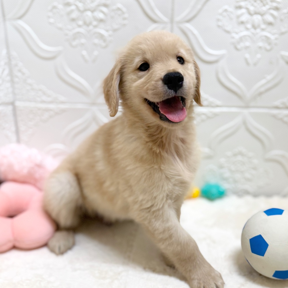 愛知県のゴールデンレトリバー (犬の家＆猫の里岡崎店/2026年5月2日生まれ/男の子/ゴールデン)の子犬の4枚目の画像