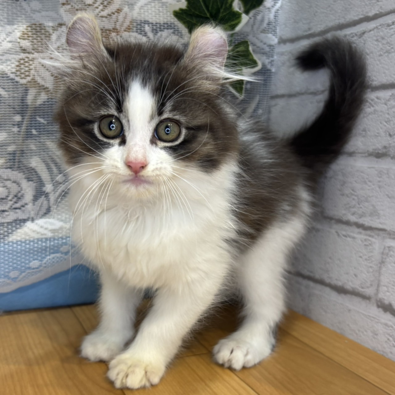 長野県のアメリカンカール (犬の家＆猫の里カインズ梓川店/2026年5月3日生まれ/男の子/ブラウンタビーホワイト)の子猫の4枚目の画像