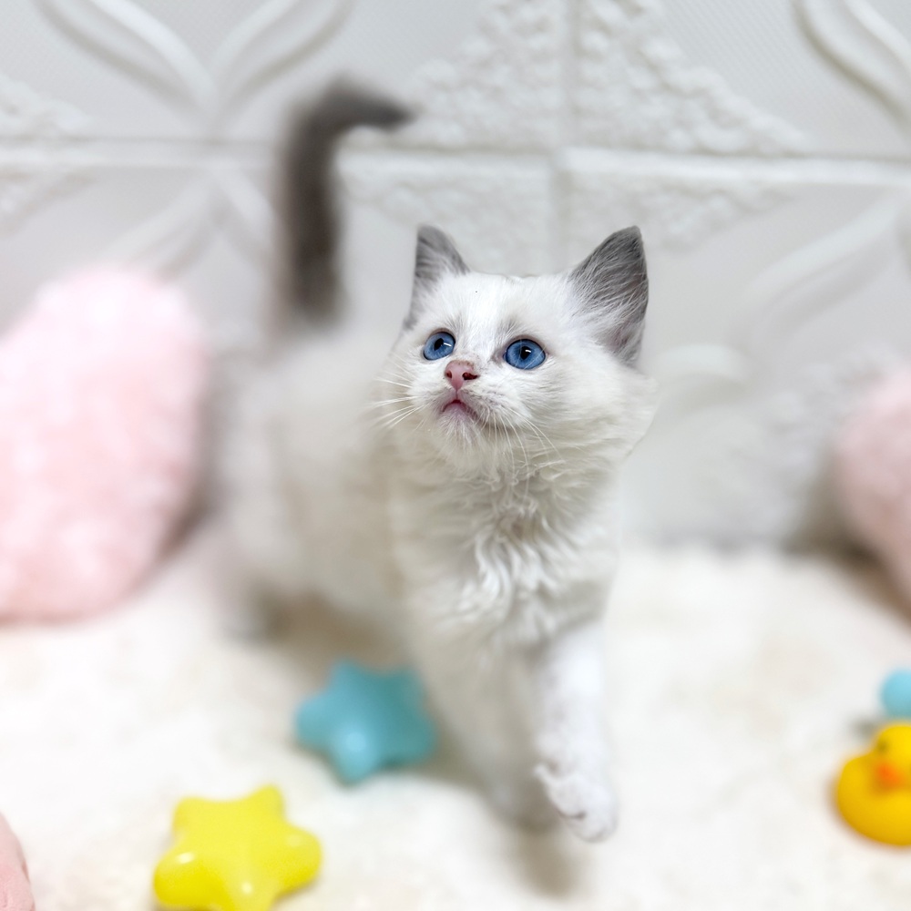 愛知県のラグドール (犬の家＆猫の里岡崎店/2026年5月2日生まれ/男の子/ブルーポイントバイカラー)の子猫の4枚目の画像