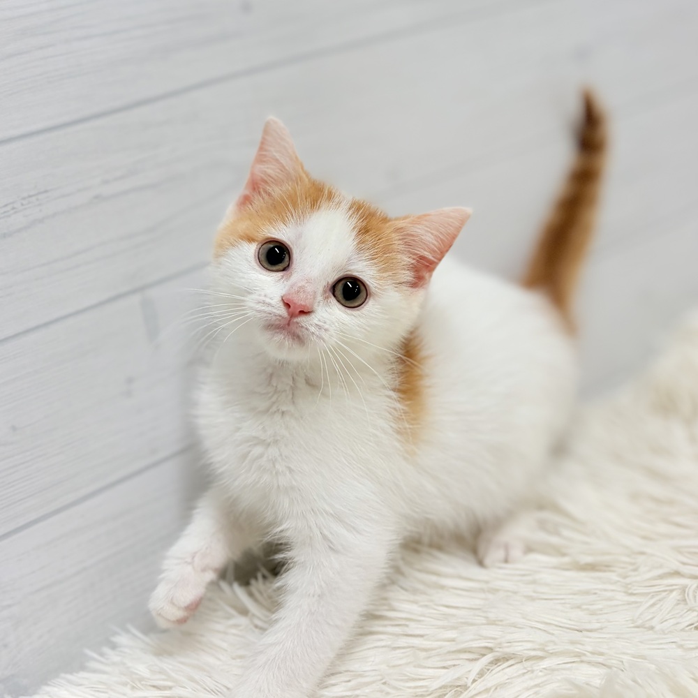 愛知県のスコティッシュフォールド (犬の家＆猫の里豊田店/2026年4月25日生まれ/女の子/レッドタビーホワイト)の子猫の4枚目の画像