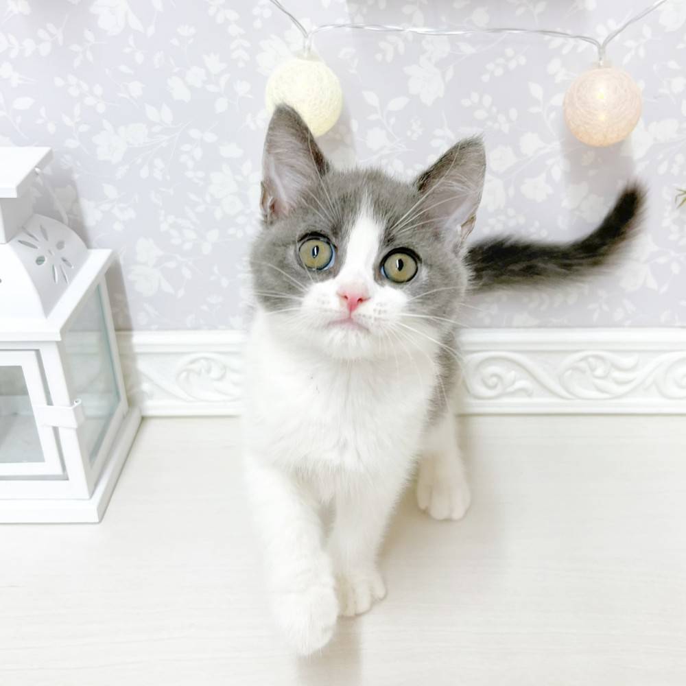 富山県のブリティッシュショートヘアー (犬の家＆猫の里アミーゴ山室店/2026年4月30日生まれ/男の子/ブルーホワイト)の子猫の4枚目の画像