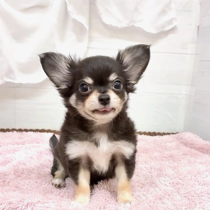 愛知県のチワワ(ロング) (犬の家＆猫の里碧南店/2026年5月1日生まれ/女の子/ブラックタン)の子犬の4枚目の画像