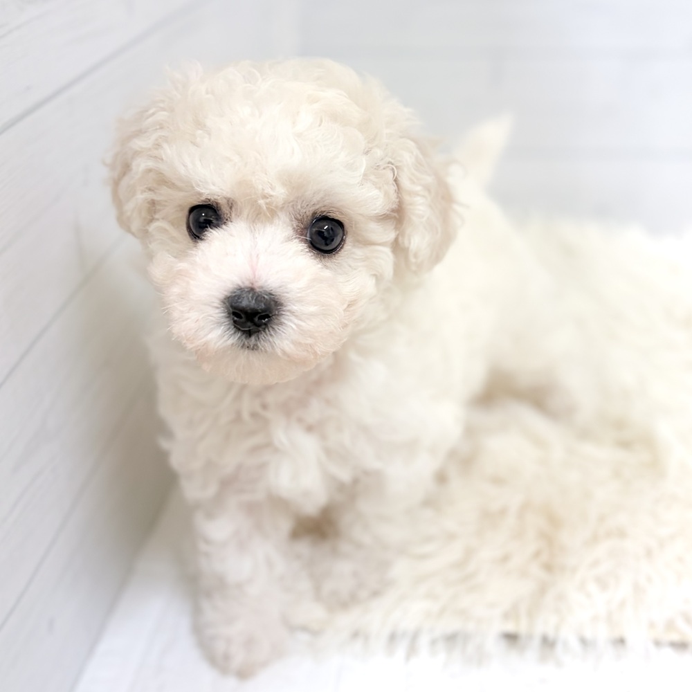 愛知県のビションフリーゼ (犬の家＆猫の里豊田店/2026年5月3日生まれ/女の子/ホワイト)の子犬