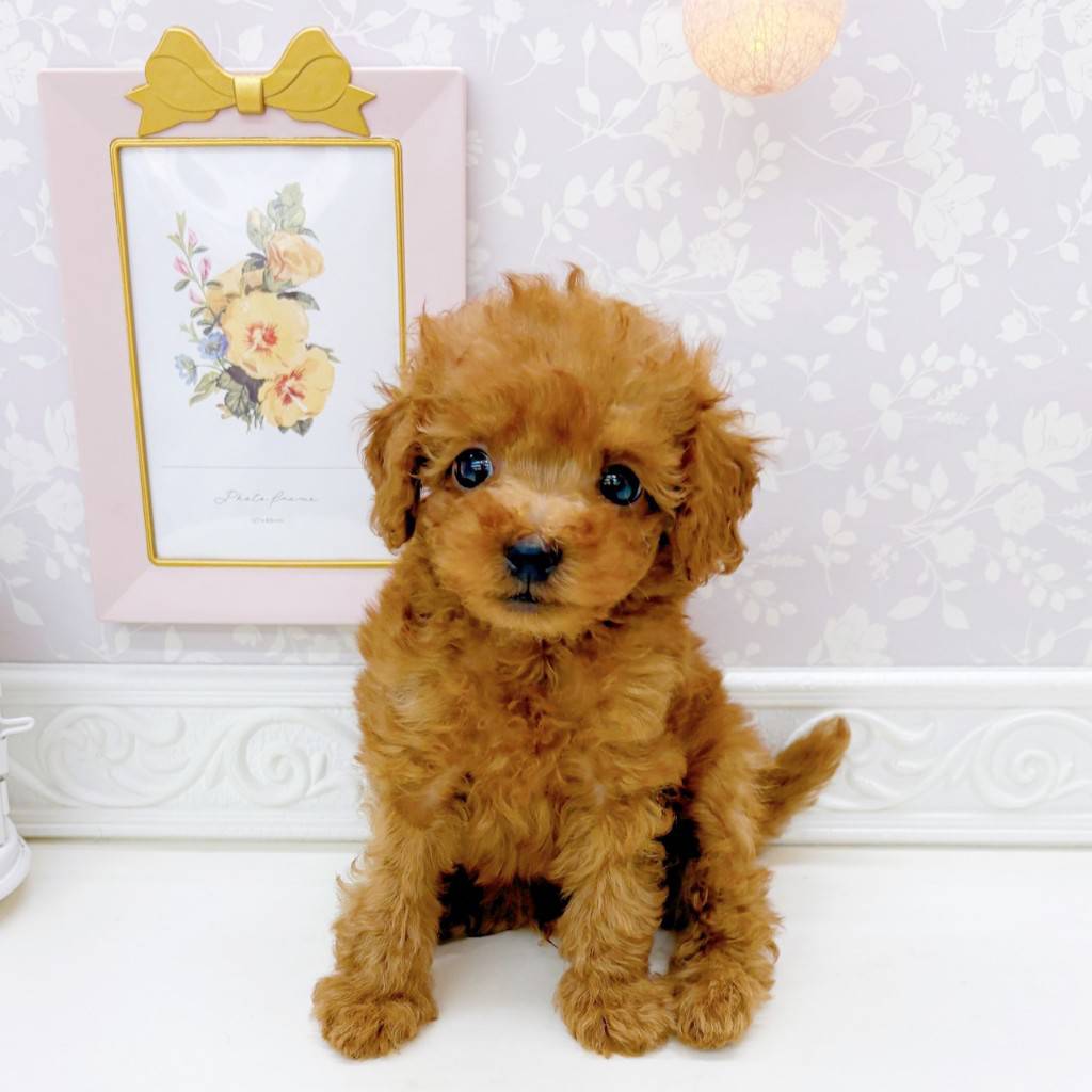 富山県のトイプードル(タイニー) (犬の家＆猫の里富山店/2026年5月5日生まれ/男の子/レッド)の子犬の1枚目の画像