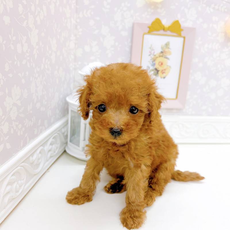 富山県のトイプードル(タイニー) (犬の家＆猫の里富山店/2026年5月5日生まれ/男の子/レッド)の子犬の4枚目の画像
