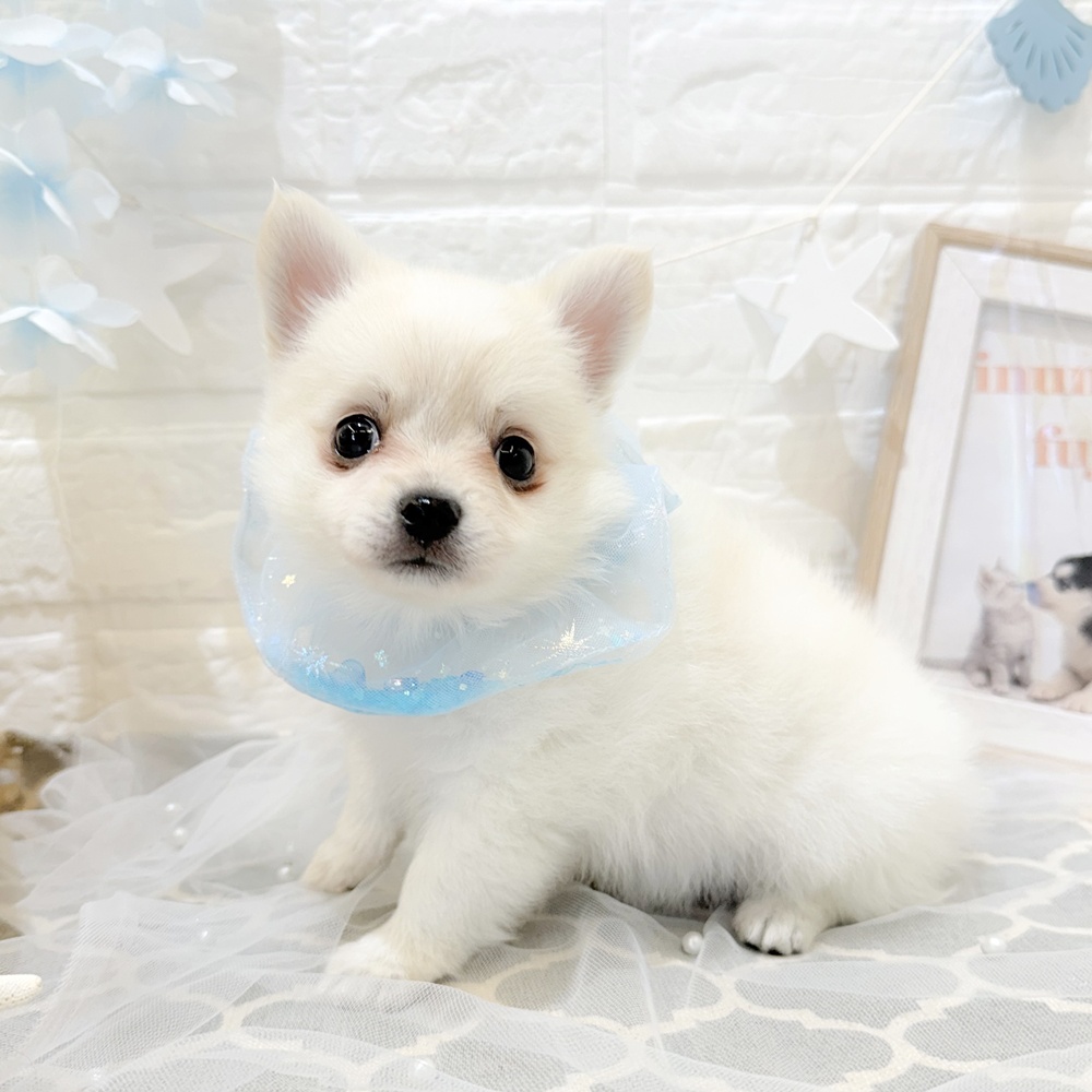 静岡県のハーフ犬・ミックス犬 (犬の家＆猫の里富士店/2026年5月5日生まれ/男の子/クリーム)の子犬の4枚目の画像