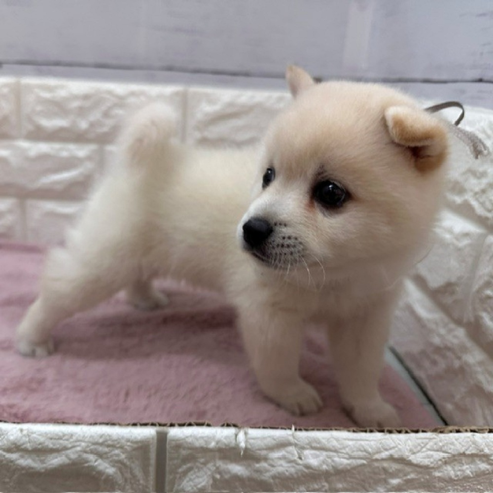 静岡県のハーフ犬・ミックス犬 (犬の家＆猫の里アミーゴ浜松和田店/2026年5月2日生まれ/男の子/白)の子犬の4枚目の画像