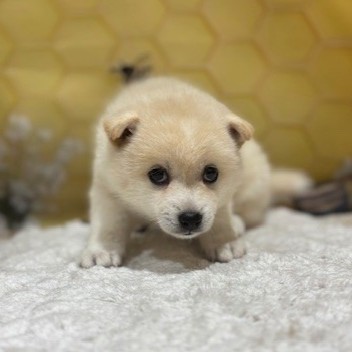 福岡県のハーフ犬・ミックス犬 (犬の家＆猫の里トリアス久山店/2026年5月2日生まれ/女の子/白)の子犬の4枚目の画像