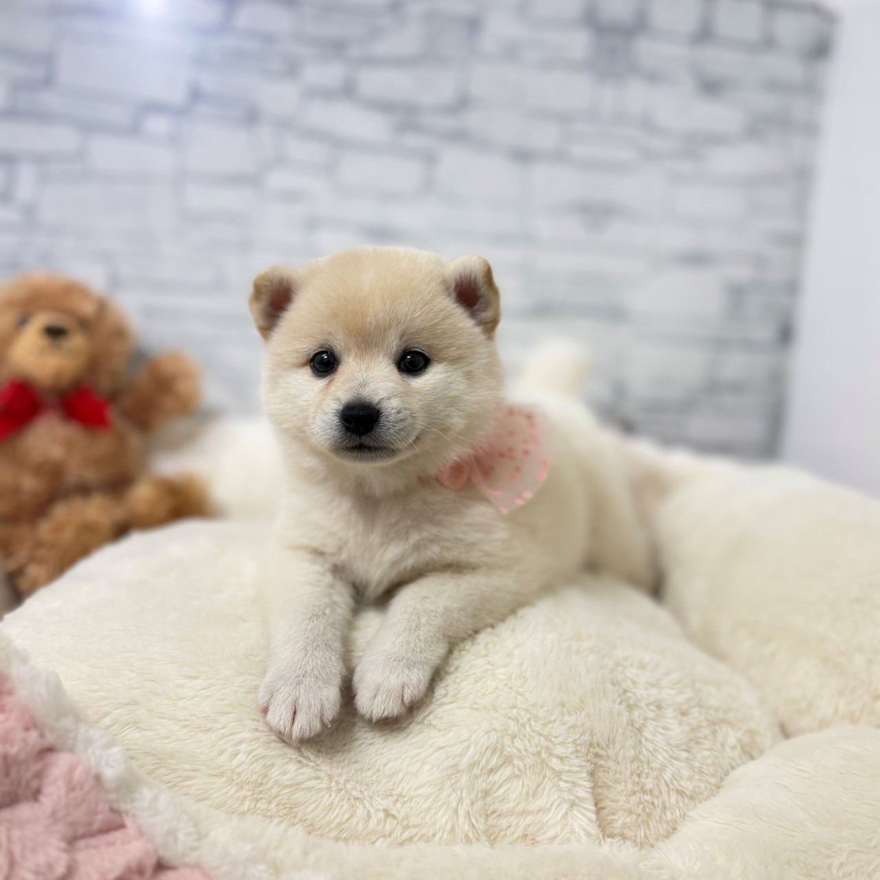 長野県のハーフ犬・ミックス犬 (犬の家＆猫の里長野店/2026年5月2日生まれ/女の子/白)の子犬の1枚目の画像