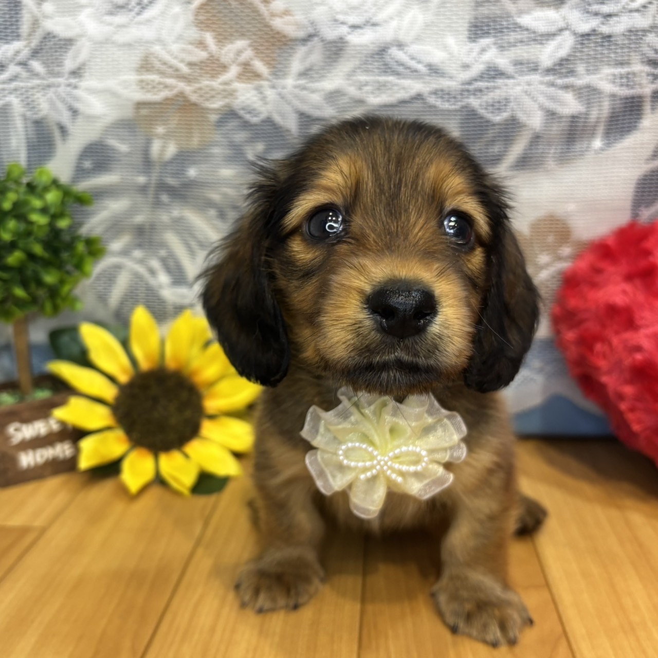 長野県のミニチュアダックスフンド(ロング) (犬の家＆猫の里カインズ梓川店/2026年5月4日生まれ/男の子/レッド)の子犬の4枚目の画像