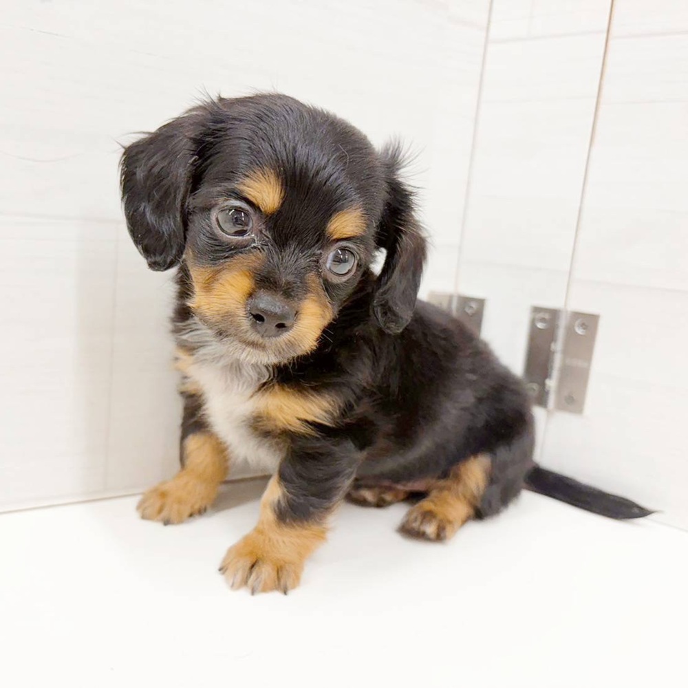 石川県のチワックス(チワワ×ダックス) (犬の家＆猫の里アミーゴ金沢おこばた店/2026年5月4日生まれ/男の子/ブラックタン)の子犬の4枚目の画像