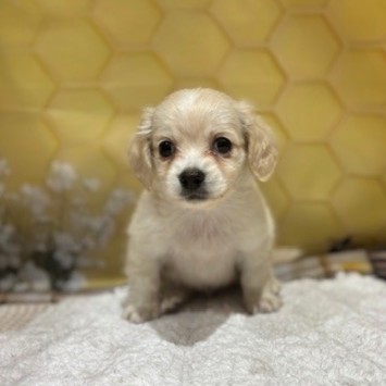 福岡県のチワックス(チワワ×ダックス) (犬の家＆猫の里トリアス久山店/2026年5月4日生まれ/男の子/イエロー)の子犬の1枚目の画像