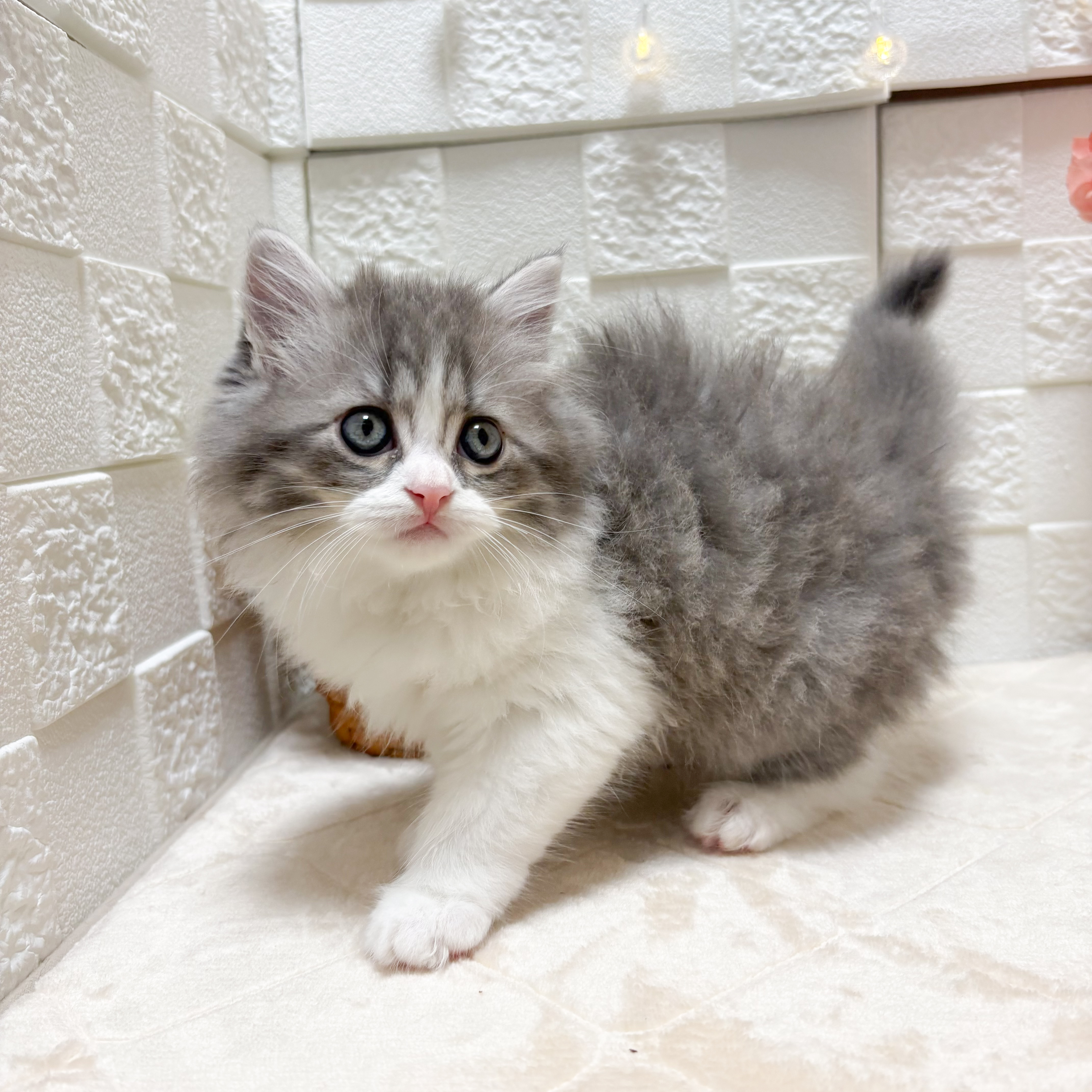 東京都のミヌエット (犬の家＆猫の里ペットフォレスト小平店/2026年5月1日生まれ/女の子/ブルータビーホワイト)の子猫の1枚目の画像