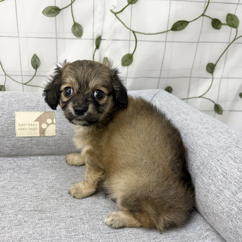長野県のチワックス(チワワ×ダックス) (犬の家＆猫の里塩尻店/2026年5月4日生まれ/女の子/レッド)の子犬の4枚目の画像