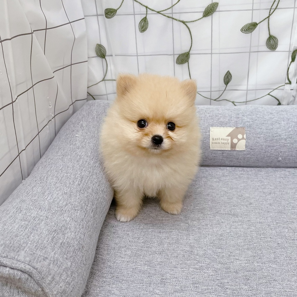 長野県のポメラニアン (犬の家＆猫の里塩尻店/2026年5月4日生まれ/女の子/クリーム)の子犬の4枚目の画像