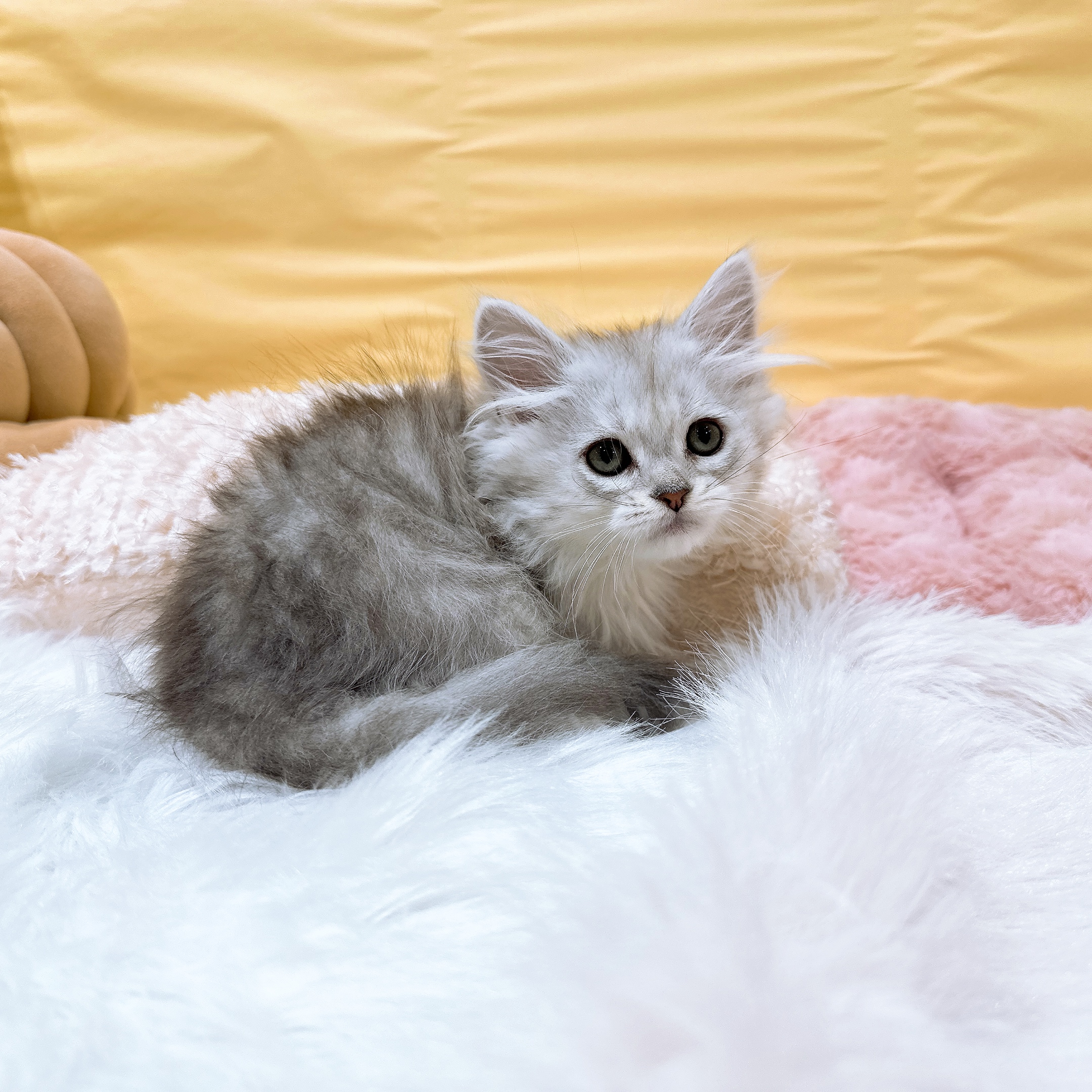 神奈川県のミヌエット (犬の家＆猫の里元住吉ブレーメン通り店/2026年5月4日生まれ/男の子/シルバータビー)の子猫の4枚目の画像