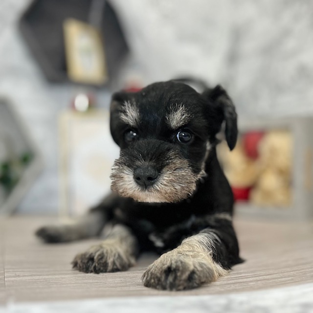 千葉県のミニチュアシュナウザー (犬の家＆猫の里ワンズモール稲毛店/2026年5月5日生まれ/女の子/ブラックシルバー)の子犬の4枚目の画像