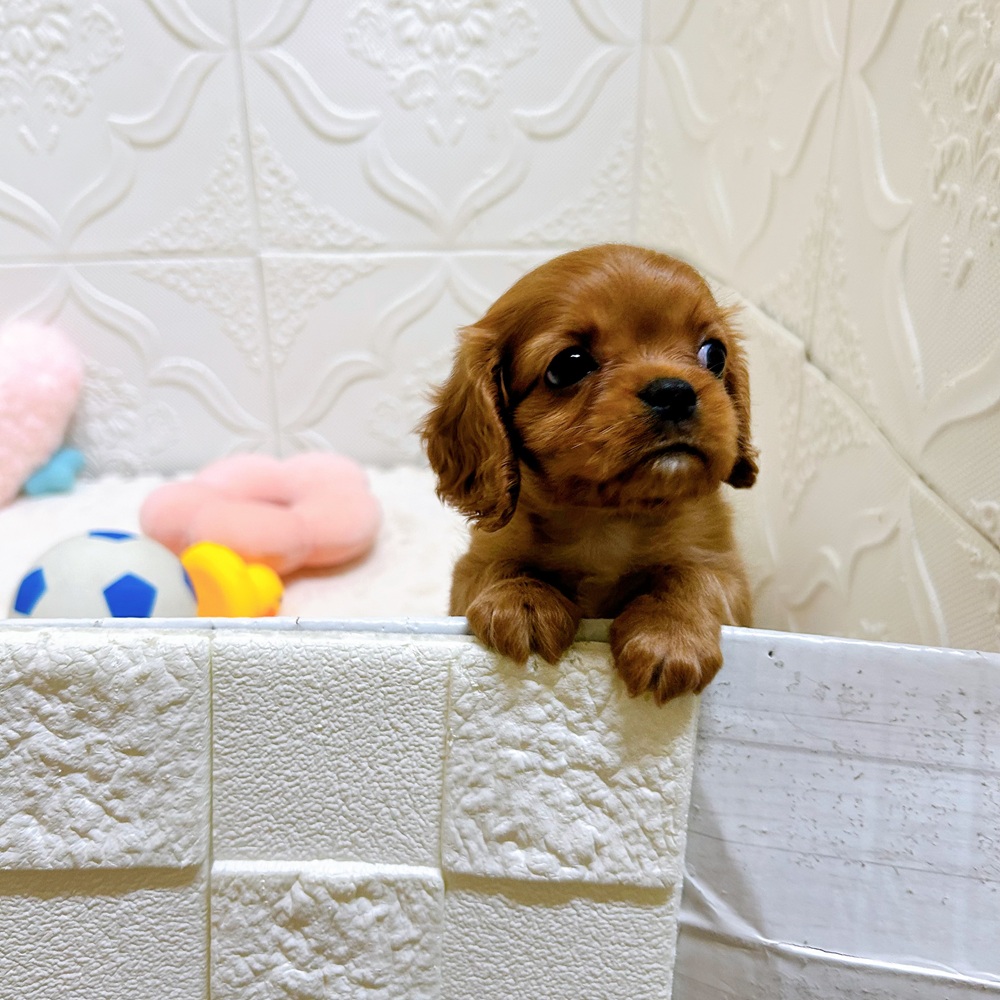 愛知県のキャバリアキングチャールズスパニエル (犬の家＆猫の里岡崎店/2026年5月1日生まれ/女の子/ルビー)の子犬の4枚目の画像