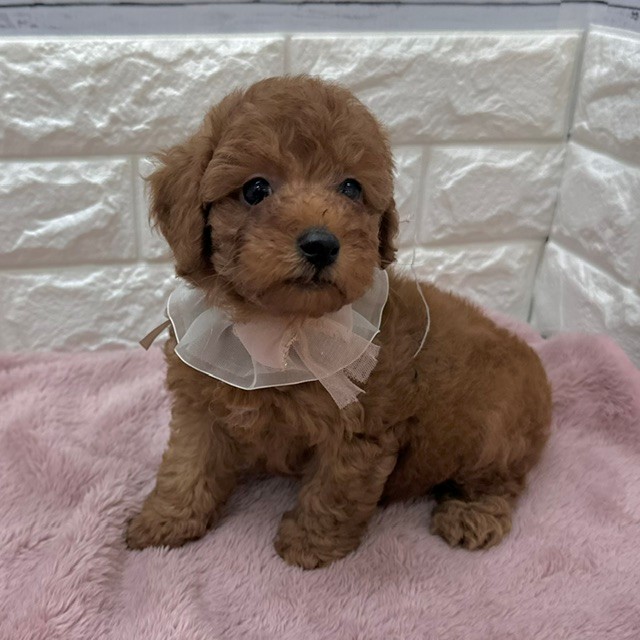 静岡県のトイプードル(トイ) (犬の家＆猫の里アミーゴ浜松和田店/2026年5月5日生まれ/男の子/レッド)の子犬の4枚目の画像