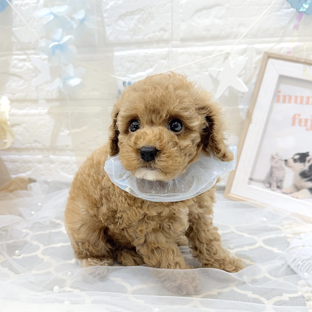 静岡県のトイプードル(トイ) (犬の家＆猫の里富士店/2026年5月4日生まれ/男の子/レッド)の子犬の4枚目の画像