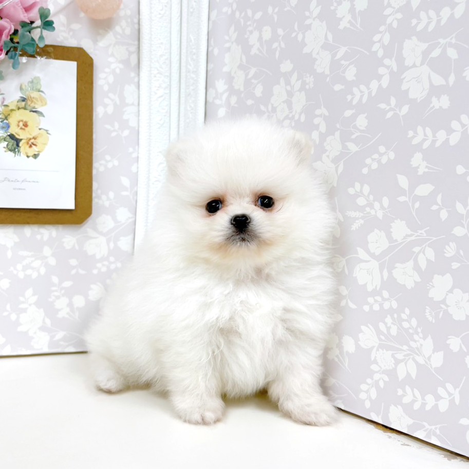 富山県のポメラニアン (犬の家＆猫の里アミーゴ高岡蓮花寺店/2026年5月2日生まれ/女の子/ホワイト)の子犬の4枚目の画像