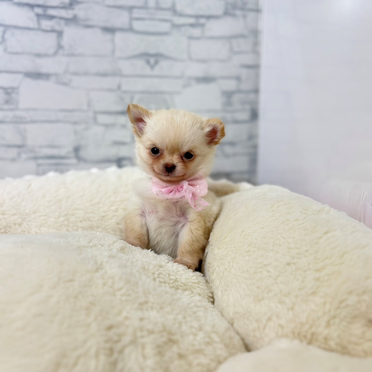 長野県のチワワ(ロング) (犬の家＆猫の里長野店/2026年5月5日生まれ/女の子/クリーム)の子犬の4枚目の画像