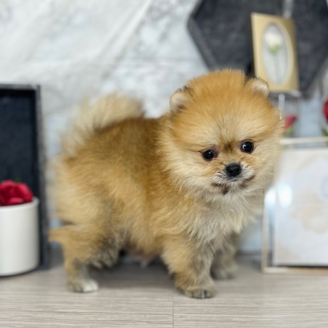 千葉県のポメラニアン (犬の家＆猫の里ワンズモール稲毛店/2026年5月4日生まれ/女の子/オレンジ)の子犬の4枚目の画像