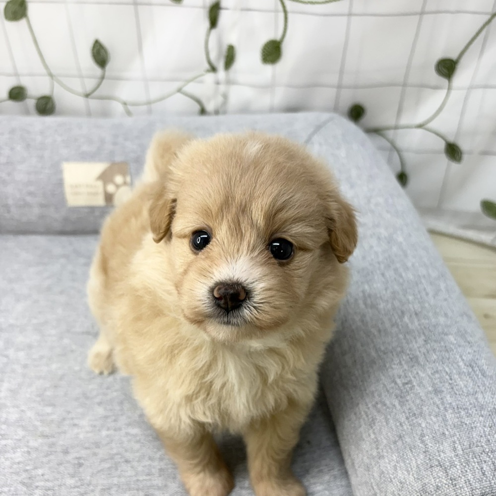 長野県のポメプー(ポメラニアン×プードル) (犬の家＆猫の里塩尻店/2026年5月5日生まれ/女の子/クリーム)の子犬の4枚目の画像