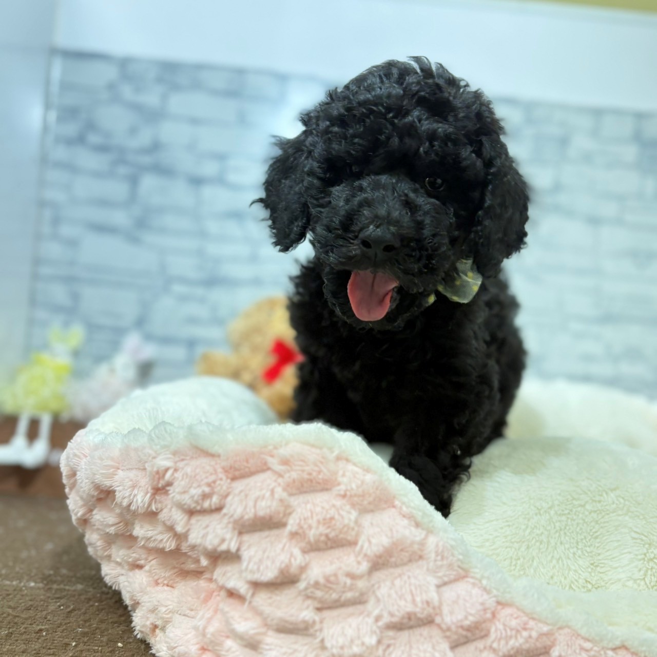 長野県のスタンダードプードル (犬の家＆猫の里長野店/2026年5月3日生まれ/女の子/シルバー)の子犬の4枚目の画像