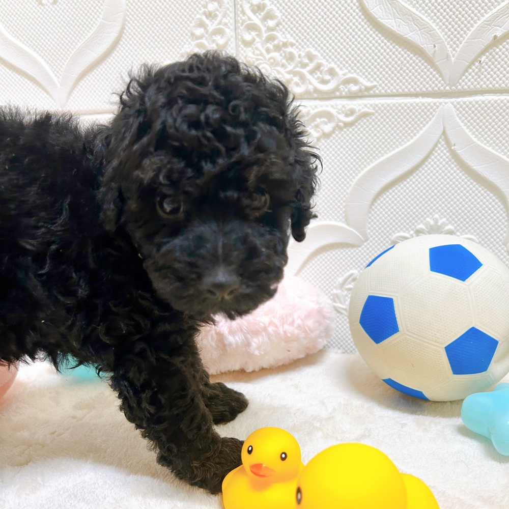 愛知県のトイプードル(トイ) (犬の家＆猫の里岡崎店/2026年5月4日生まれ/男の子/ブラック)の子犬の4枚目の画像