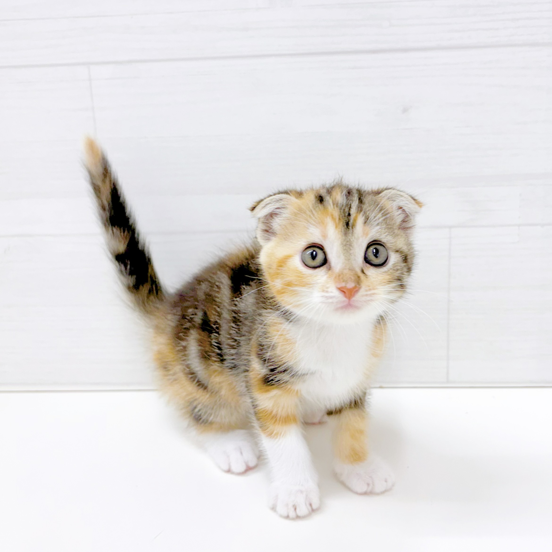 石川県のスコティッシュフォールド (犬の家＆猫の里アミーゴ金沢おこばた店/2026年5月4日生まれ/女の子/キャリコ)の子猫の4枚目の画像